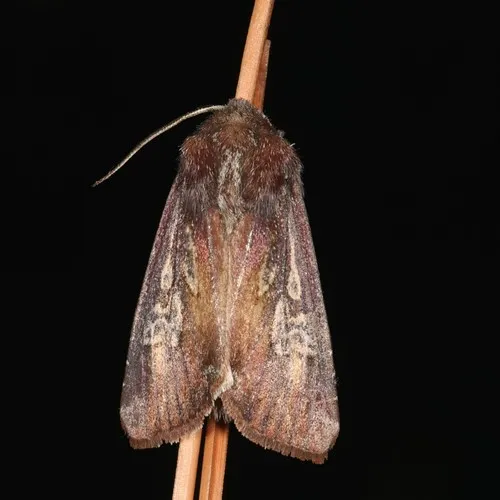 Zebra Caterpillar Moth