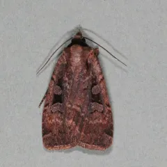 Two-spotted Dart thumbnail 4