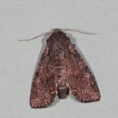 Garden Arches Moth thumbnail 3