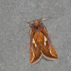 Putnam's Looper Moth thumbnail 4