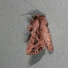 Atlantic Arches Moth thumbnail 3