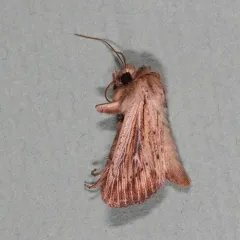 Heterodox Wainscot Moth thumbnail 4