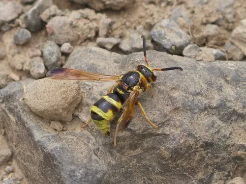 Euodynerus pratensis