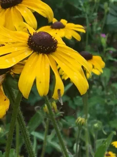 Isophrictis rudbeckiella thumbnail 2