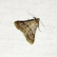 Bent-winged Owlet thumbnail 1