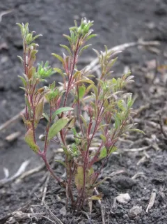 small phacelia thumbnail 3