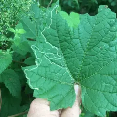 Phyllocnistis vitifoliella thumbnail 3