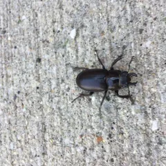 Smooth Stag Beetle thumbnail 2
