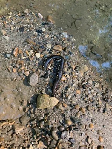 Haemopis plumbea