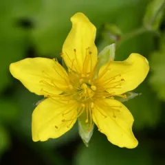 Appalachian barren-strawberry thumbnail 1