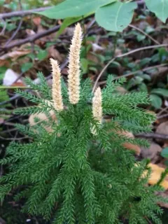 prickly tree-clubmoss thumbnail 5