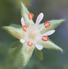 Bailey's Ivesia thumbnail 1