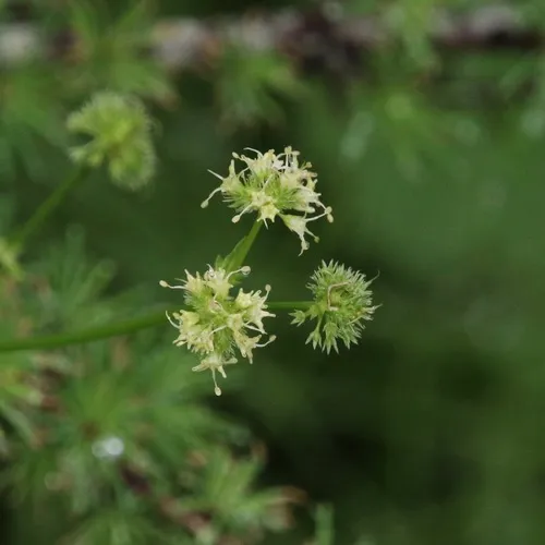Maryland Sanicle