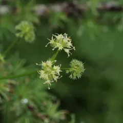 Maryland Sanicle thumbnail 1