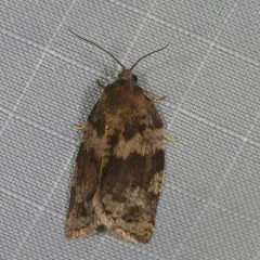 Large Aspen Tortrix thumbnail 2
