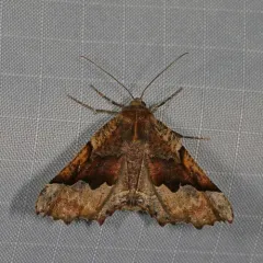 Morrison's Pero Moth thumbnail 4