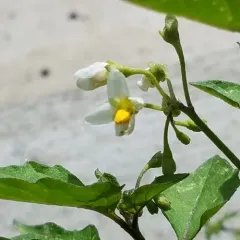 black nightshade thumbnail 4