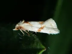 Aethes patricia thumbnail 2