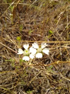 Hayfield Tarweed thumbnail 3