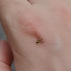 Condylostylus caudatus thumbnail 1