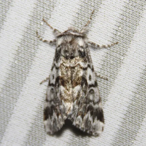 Black Zigzag Moth