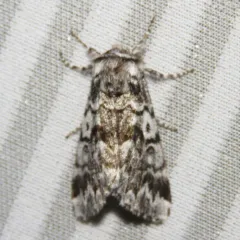 Black Zigzag Moth thumbnail 1