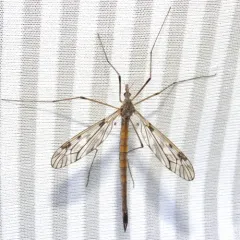 Tipula longiventris thumbnail 1