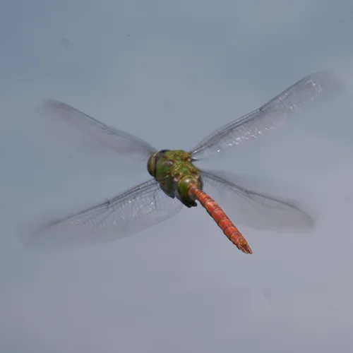 Comet Darner