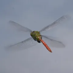 Comet Darner thumbnail 1