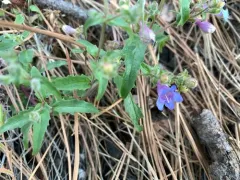 two-leaf beardtongue thumbnail 3