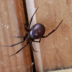 False Black Widow thumbnail 3