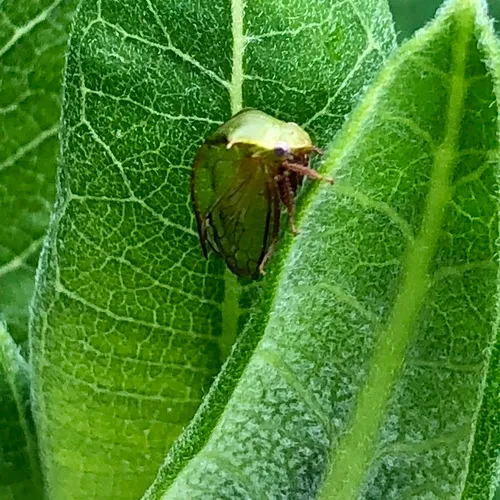 Stictocephala brevitylus