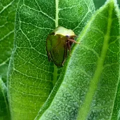 Stictocephala brevitylus thumbnail 1