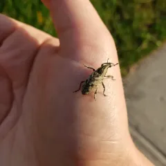 Large Thistle Weevil thumbnail 2
