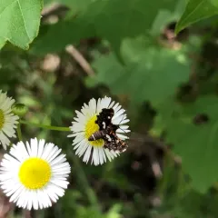 Spotted Thyris Moth thumbnail 3