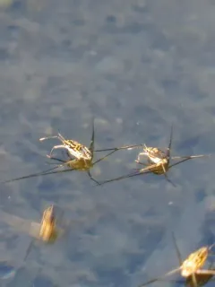 Trepobates inermis thumbnail 2