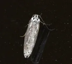 Mountain-mahogany Moth thumbnail 2