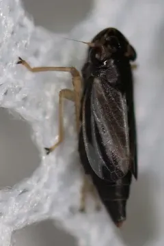 Evacanthus nigramericanus thumbnail 1