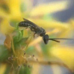 Confusing Furrow Bee thumbnail 3