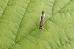 Arganthomyza vittipennis thumbnail 3