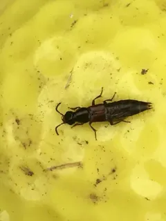 Quedionuchus plagiatus thumbnail 4