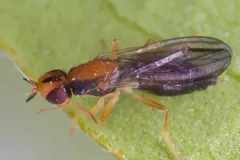 Psila bivittata thumbnail 3