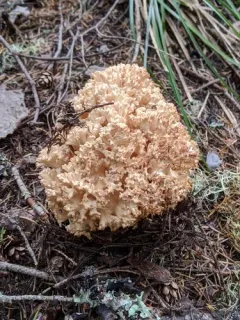 Ramaria rubripermanens thumbnail 1