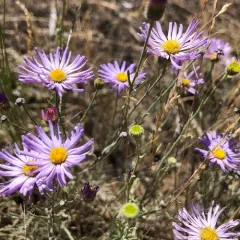 thread-leaf fleabane thumbnail 3