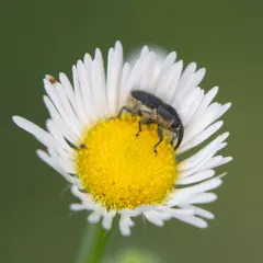 Rugged Flower Weevil thumbnail 2