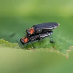Red-necked Cane Borer thumbnail 2