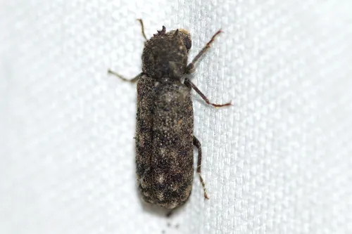 Lichenophanes armiger