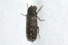 Lichenophanes armiger thumbnail 1