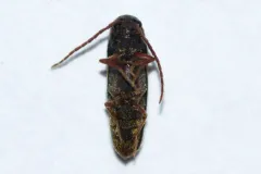 Dirrhagofarsus ernae thumbnail 2