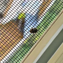 Cream-spotted Ladybird thumbnail 2